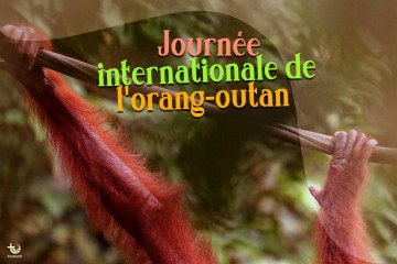 Journée internationale de l'orang-outan